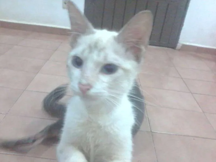 Gato ra a SRD idade 2 a 6 meses nome Fred