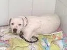 Cachorro raça Pit-Bull idade 1 ano nome Lua