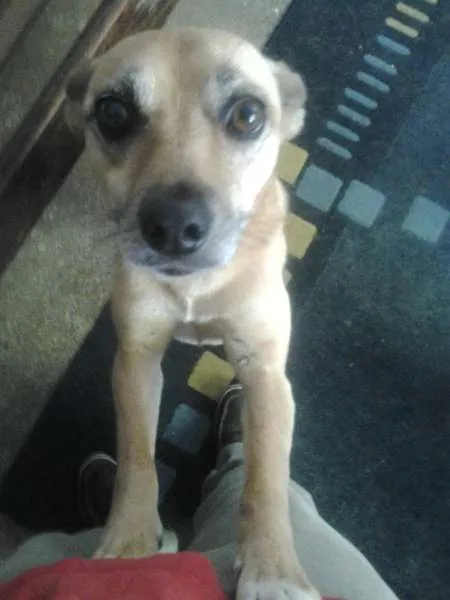 Cachorro ra a srd idade 3 anos nome Paraguaya