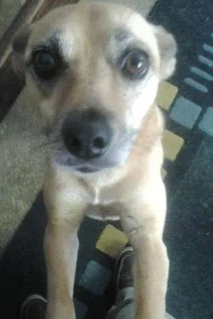Cachorro ra a srd idade 3 anos nome Paraguaya