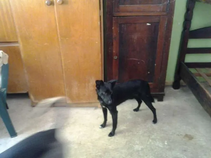 Cachorro ra a SRD idade 3 anos nome Terry