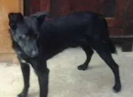 Cachorro ra a SRD idade 3 anos nome Terry