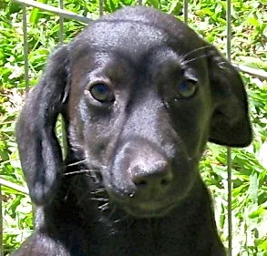 Cachorro raça SRD idade 2 a 6 meses nome TAMY
