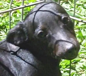 Cachorro raça SRD idade 2 a 6 meses nome MIKA