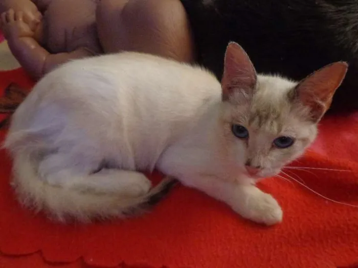 Gato ra a SRD idade 2 a 6 meses nome Fred