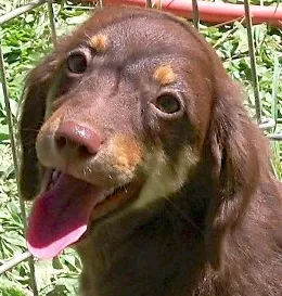Cachorro raça SRD idade 2 a 6 meses nome NICOLE