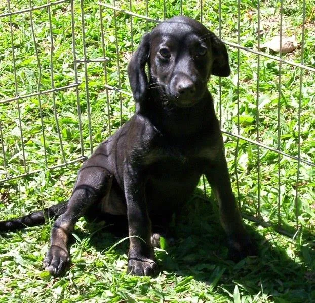 Cachorro ra a SRD idade 2 a 6 meses nome TAMY