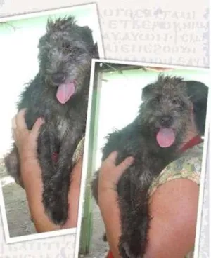 Cachorro raça SRD idade 2 anos nome Monique
