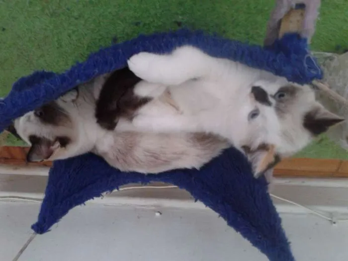 Gato ra a SRD idade Abaixo de 2 meses nome MARGARIDA