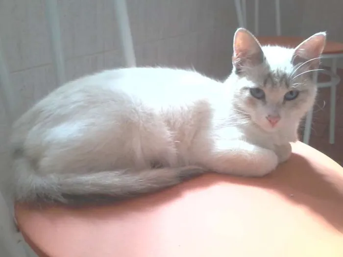 Gato ra a SRD idade 2 a 6 meses nome Fred