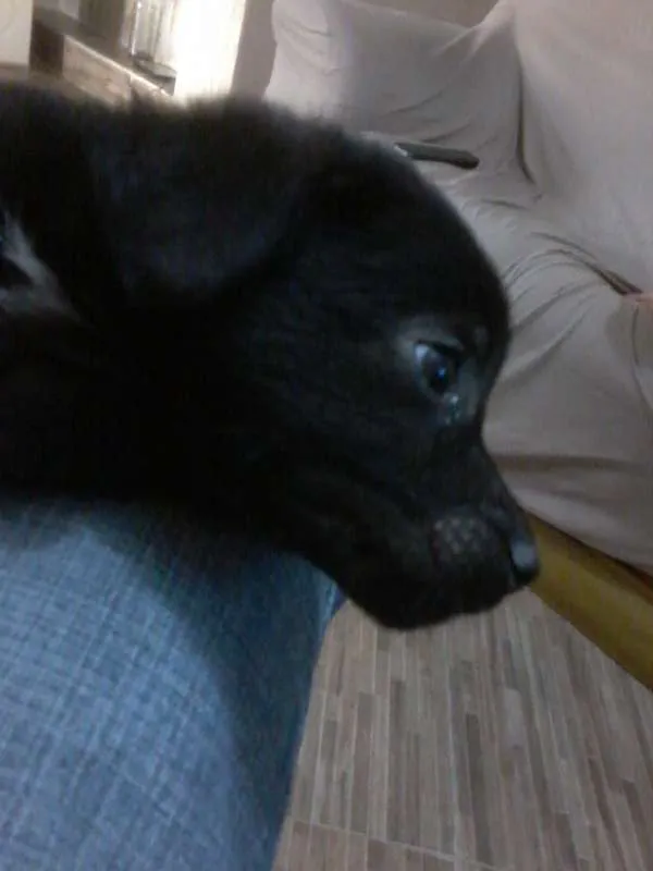 Cachorro ra a  idade Abaixo de 2 meses nome filhotes