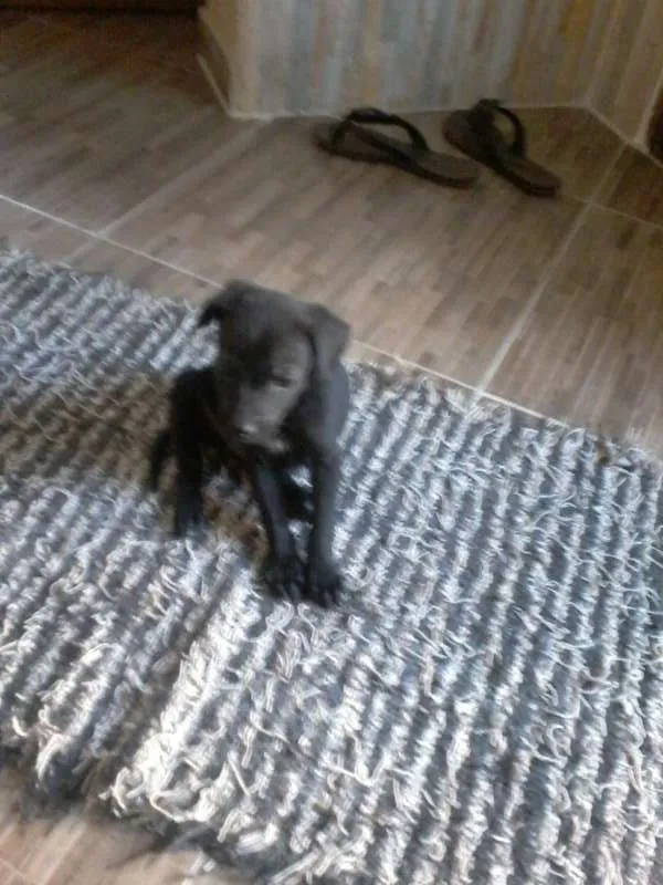 Cachorro ra a  idade Abaixo de 2 meses nome filhotes