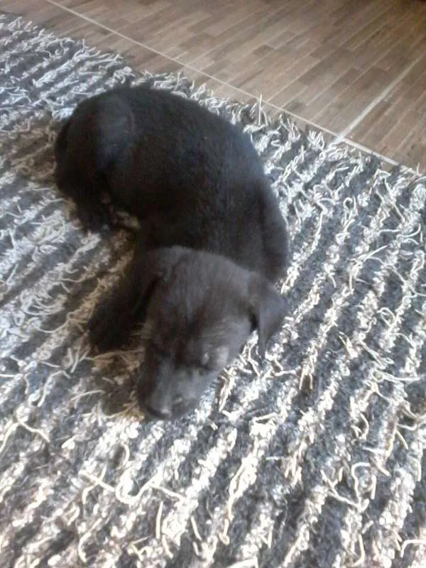 Cachorro ra a  idade Abaixo de 2 meses nome filhotes