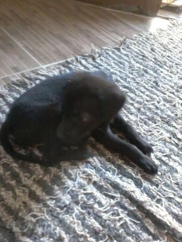 Cachorro ra a  idade Abaixo de 2 meses nome filhotes