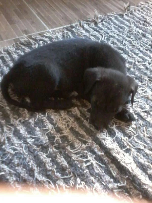Cachorro ra a  idade Abaixo de 2 meses nome filhotes