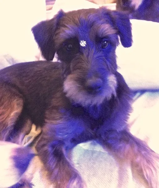 Cachorro ra a SRD idade 7 a 11 meses nome HANNA
