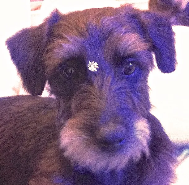 Cachorro ra a SRD idade 7 a 11 meses nome HANNA