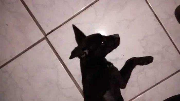 Cachorro ra a  idade Abaixo de 2 meses nome filhotes