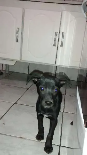 Cachorro ra a  idade Abaixo de 2 meses nome filhotes