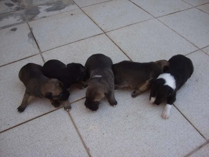 Cachorro ra a SRD idade Abaixo de 2 meses nome Filhotes