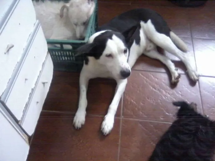 Cachorro ra a SRD idade 6 ou mais anos nome NESTOR
