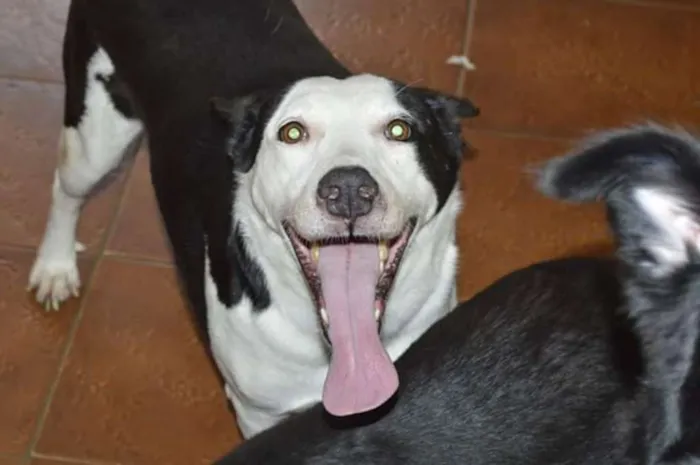 Cachorro ra a SRD idade 6 ou mais anos nome NESTOR