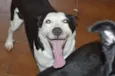 NESTOR