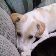 Cachorro ra a vira lata idade 2 a 6 meses nome Luna
