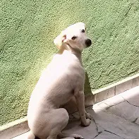 Cachorro ra a vira lata idade 2 a 6 meses nome Luna