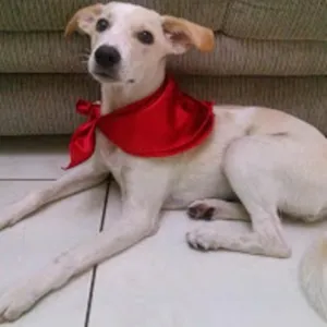 Cachorro raça vira lata idade 2 a 6 meses nome Luna