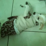 Cachorro ra a vira lata idade 2 a 6 meses nome Luna
