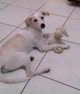 Cachorro ra a vira lata idade 2 a 6 meses nome Luna