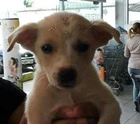 Cachorro ra a vira lata idade 2 a 6 meses nome Luna