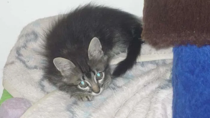 Gato ra a SRD idade 2 a 6 meses nome TUTU