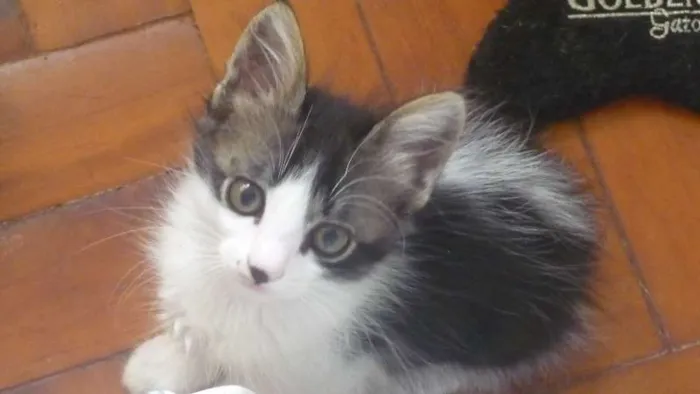 Gato ra a SRD idade 2 a 6 meses nome LULU