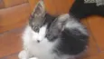 LULU