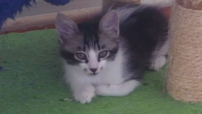 Gato ra a SRD idade 2 a 6 meses nome JUJU