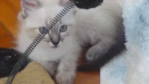 Gato raça SRD idade 2 a 6 meses nome FRUFRU