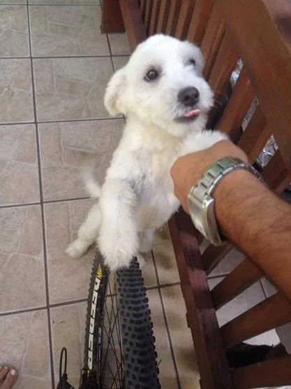 Cachorro ra a poddle idade 1 ano nome filho