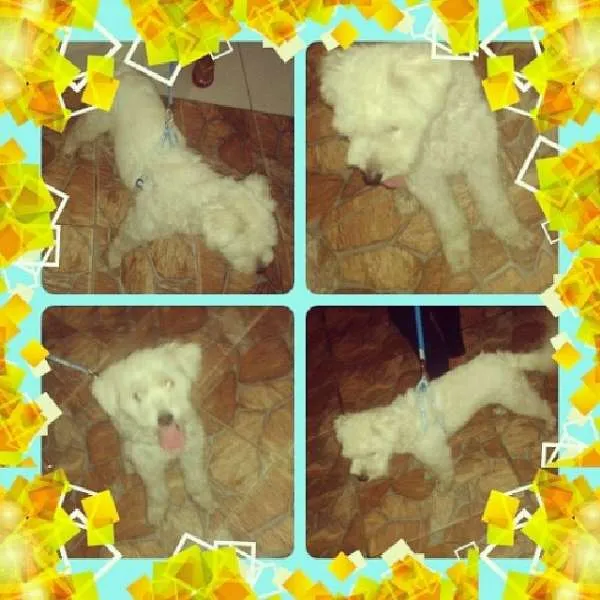 Cachorro ra a poddle idade 1 ano nome filho