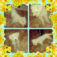 filho