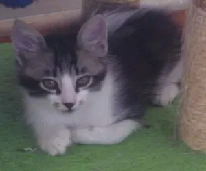 Gato raça SRD idade 2 a 6 meses nome JUJU