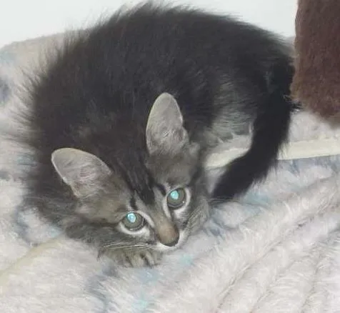 Gato ra a SRD idade 2 a 6 meses nome TUTU