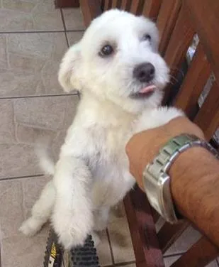 Cachorro ra a poddle idade 1 ano nome filho