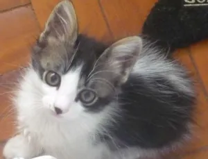 Gato raça SRD idade 2 a 6 meses nome LULU