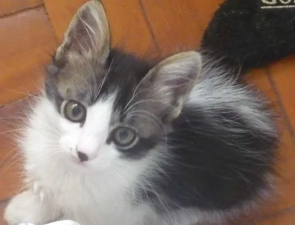 Gato ra a SRD idade 2 a 6 meses nome LULU