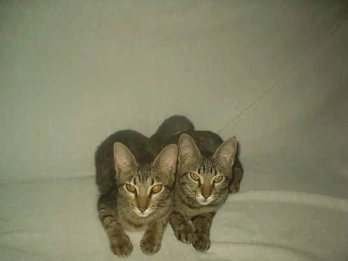 Gato raça  idade 2 a 6 meses nome Mel