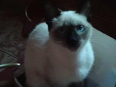 Gato ra a Siamês idade 2 a 6 meses nome Branca de Neve GRAT