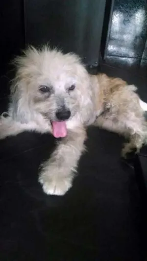 Cachorro raça SRD idade 4 anos nome MAX