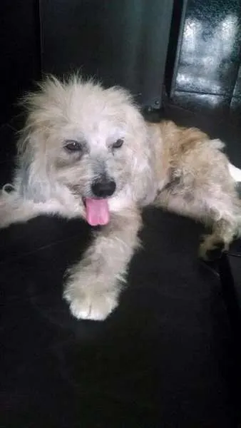 Cachorro ra a SRD idade 4 anos nome MAX